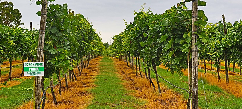 Agro Service Center Wine House