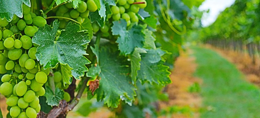 Agro Service Center Wine House