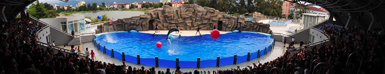 Unforgettable dolphin show