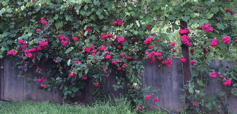 ლიდერ ხიხანი